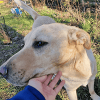 Rubyn, dog to adopt