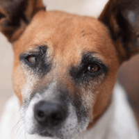 Patrick, dog to adopt