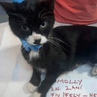 Molly, female cat to adopt