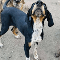 Vara, dog to adopt