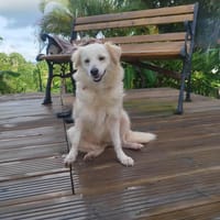 LENI, la jolie croisée spitz créole, chienne à adopter