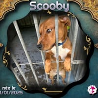 Scooby, chienne à adopter