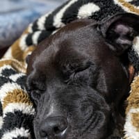 Paty, la Gwada en Normandie, chienne à adopter