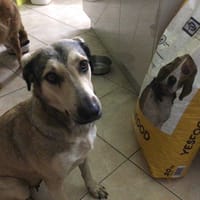 KALINE, femelle croisée créole, née le 01/07/2023 🌼, chienne à adopter