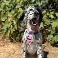 BRETONA, chienne à adopter