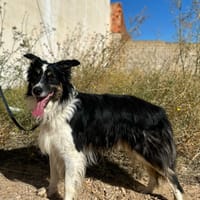 MARSHALL, chien à adopter