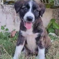 ROXIE la petite jolie, chienne à adopter