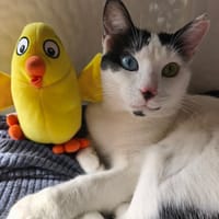 MILO, chat à adopter