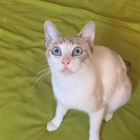SANDRA, chatte à adopter