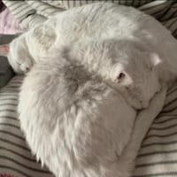 Geschwister Frieda und Mona, Katze zur Adoption