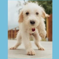 Limoncello -Zuhause/Pflegestelle gesucht, Hund zur Adoption