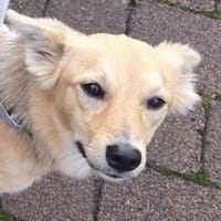CYNTHIA sucht ihr Menschen, Hündin zur Adoption