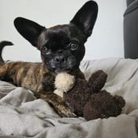 ❤Batman...sucht sein Glück...🍀, Hund zur Adoption