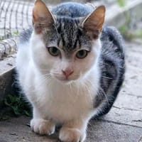 Helmut, Kater zur Adoption