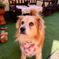 🤎 Opi Fridolin sucht ein Gnadenplätzche, Hund zur Adoption