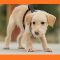 Sambooka - Zuhause/Pflegestelle gesucht!, Hündin zur Adoption