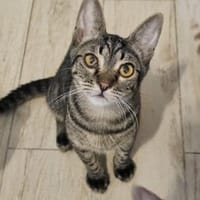 Kleiner Bandit sucht sein Zuhause, Kater zur Adoption