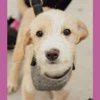 Panacotta sucht Zuhause / Pflegestelle!, Hündin zur Adoption