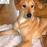 Colada  der neugierige Hundejunge, Hund zur Adoption
