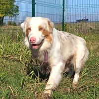Potap sucht sein Zuhause, Hund zur Adoption
