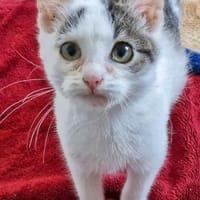 Katzenkind Jax, Kater zur Adoption