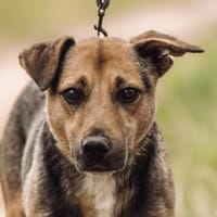 Gino - liebevoll & verschmust, Hund zur Adoption