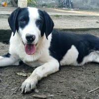 MR. PANDA - süßer, aufgeweckter Hundebub, Hund zur Adoption