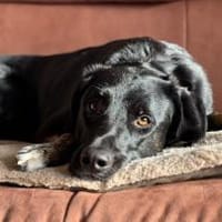 COCO - sucht ihre Für-Immer-Menschen, Hündin zur Adoption