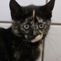 Honey, Katze zur Adoption