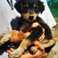 Violet-freundlich und verspielt, Hündin zur Adoption