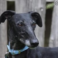 CORANA, Hündin zur Adoption