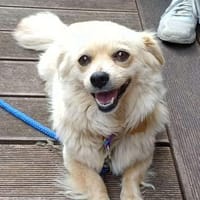 Joyce sucht fröhliches Zuhause, Hündin zur Adoption