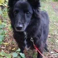 liebe ältere Hündin sucht..., Hündin zur Adoption