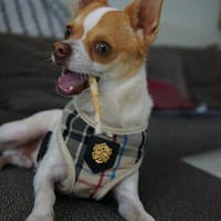 Chico sucht einfühlsames Zuhause, Hund zur Adoption