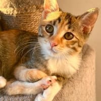 Fritzi & Greta verspielte Katzenkinder, Kater zur Adoption