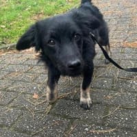 Joschie - wartet in 42651 Solingen, Hund zur Adoption