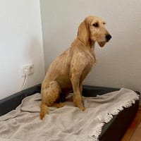 MELA 🧡🧡🧡 hat einen tollen Charakter, Hündin zur Adoption
