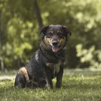 Wombat, pies do adopcji
