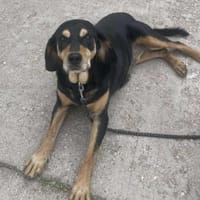 Rhonda Braquen Mix 9-10 Jahre, Hündin zur Adoption