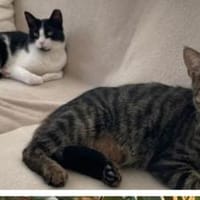 Lilly & Frankie Verschmustes Dreamteam, Kater zur Adoption