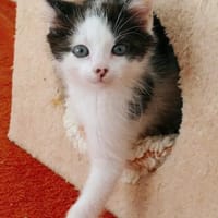Katzenkind Luis, Kater zur Adoption