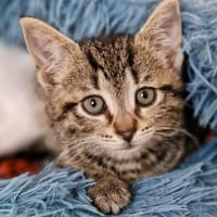 Katzenkind Lisbeth, Katze zur Adoption