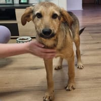 Jandrino möchte sein Herz verschenken..., Hund zur Adoption