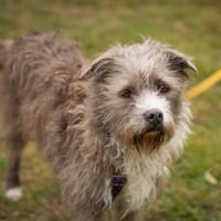 Mysza, suczka do adopcji