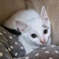 Katzenkind Stöpsel, Kater zur Adoption
