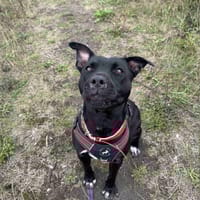 Kala, suczka do adopcji