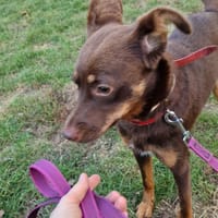 Mokka, suczka do adopcji