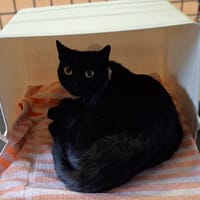 Figaro, kot do adopcji
