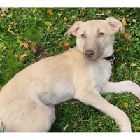 Lavendel - wartet in 57612 Obererbach, Hündin zur Adoption