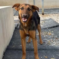 Rina lieb aber noch schüchtern Mr, Hündin zur Adoption
